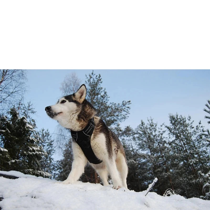 Reflective Nylon large Dog Harness